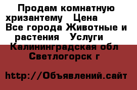 Продам комнатную хризантему › Цена ­ 250 - Все города Животные и растения » Услуги   . Калининградская обл.,Светлогорск г.